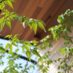 プランターで目隠し 地植えできない場所での安全な植栽方法