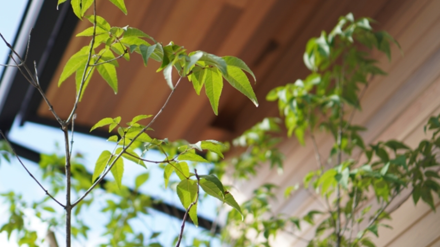 おしゃれな植栽で自然な目隠し 植木の選び方や人気の種類を紹介