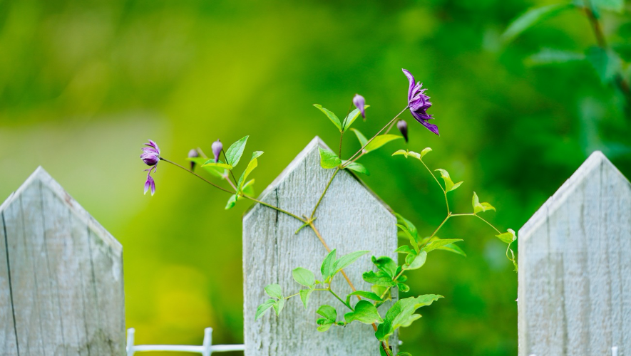 植栽の目隠しをフェンスに変えたい！目隠しのタイプ、検討のコツ