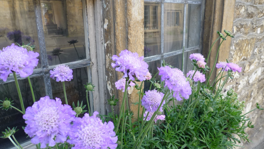 花壇があるなら活用しよう！植栽でおしゃれに目隠しする方法